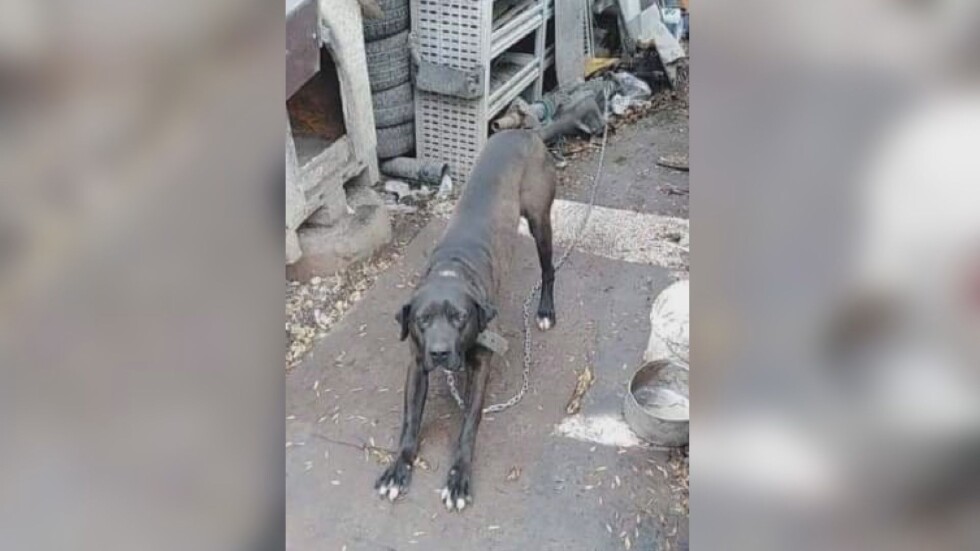Опасното куче, убило домашни любимци: Собственикът обеща да обезщети потърпевшите 