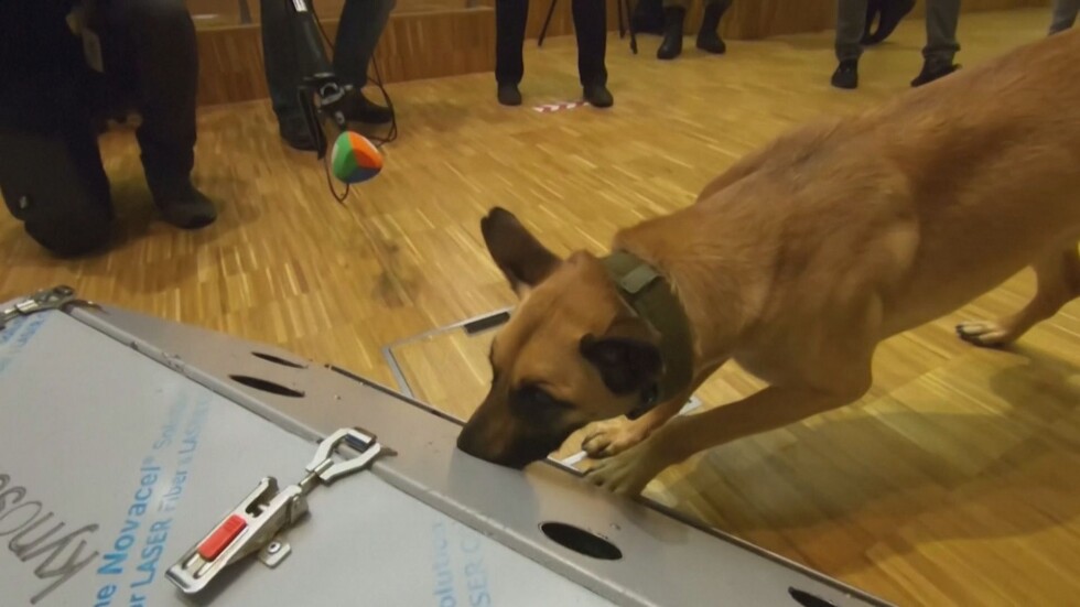 Кучета детектори на COVID-19: Животните надушват вируса с 94% точност