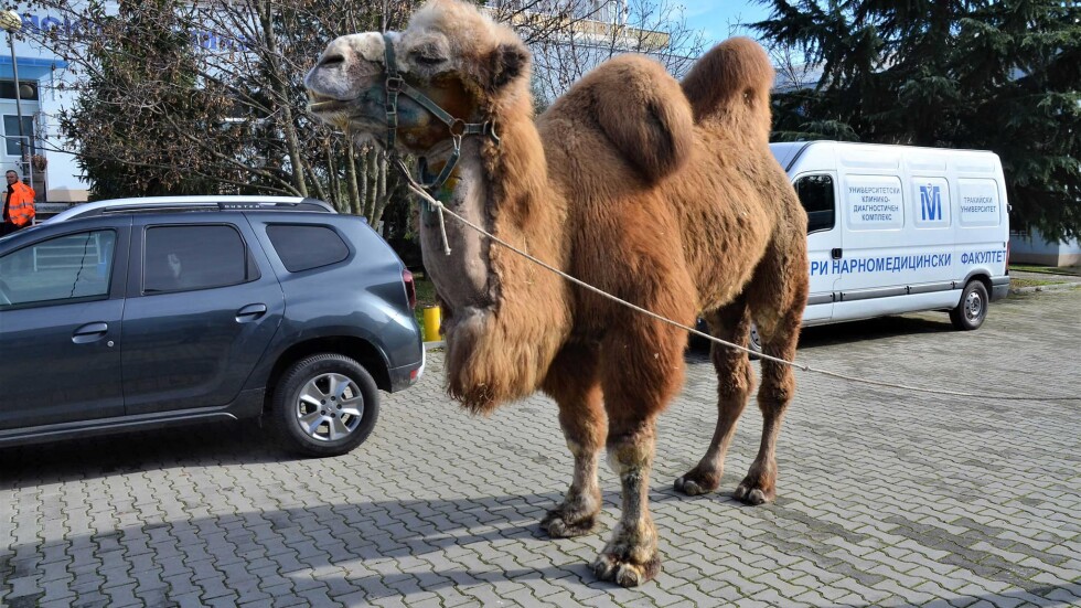 Уникална операция на животно: Отстраниха тумор от камила в Стара Загора