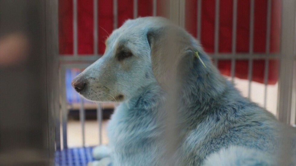 Мистерия в Русия: Откриха бездомни кучета със син цвят на козината 