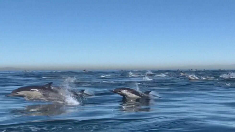 Над 2000 делфина бяха забелязани край южния бряг на Калифорния