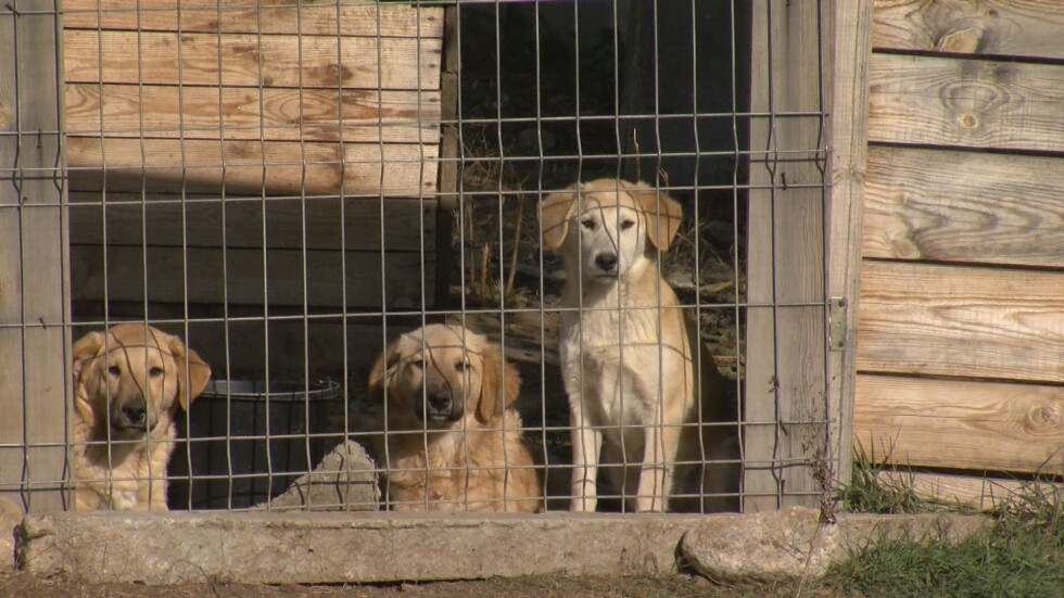 Село против кучешки приют: Защо хората не искат да бъде преместен до домовете им?
