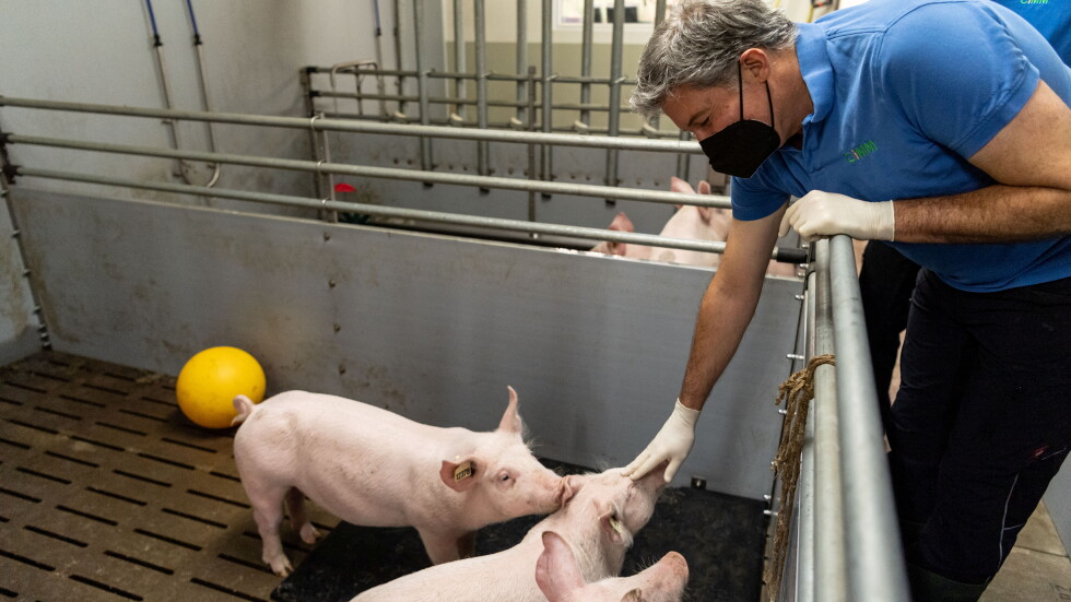 За още трансплантации от прасе на човек: В Германия създават животни само за тази цел 