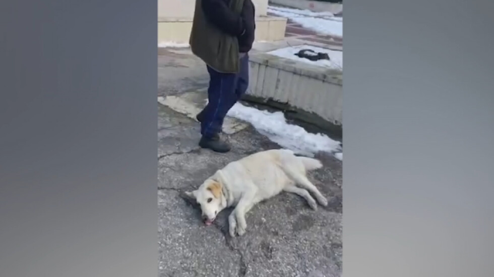 Масово упояване на бездомни кучета в Благоевград