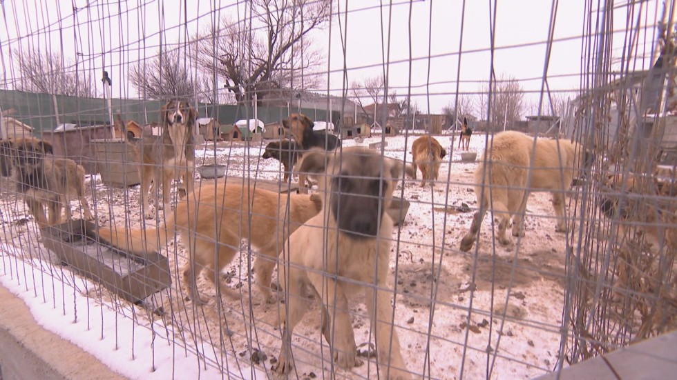 Разследване на bTV: Лоши условия и закононарушения в приюта за кучета в Горни Богров