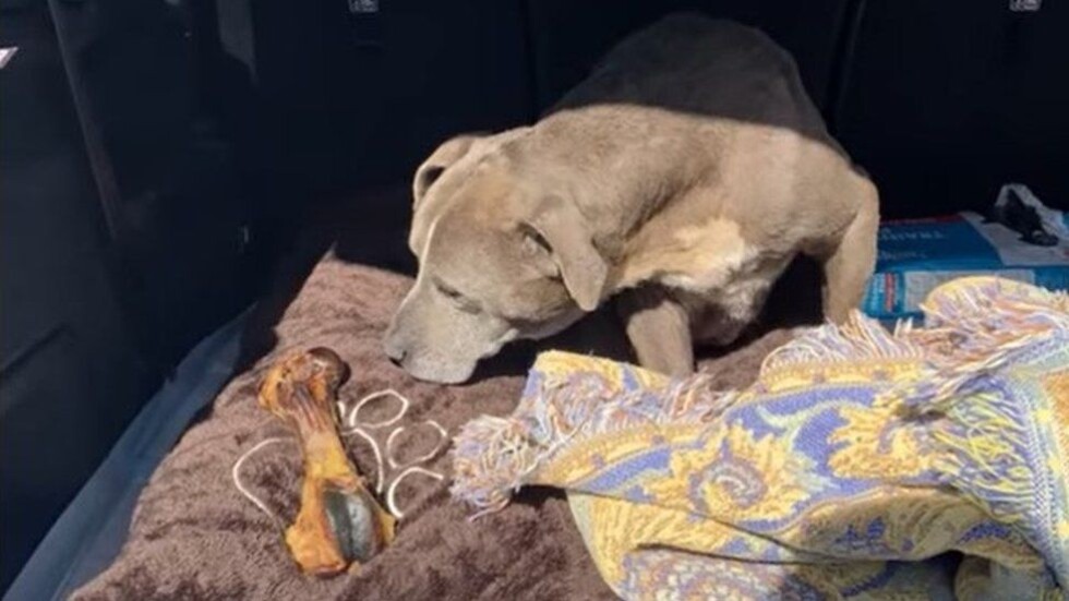 Чиста случайност: Кучето Зоуи, което се събра със стопанина си след 12 г. раздяла (ВИДЕО)