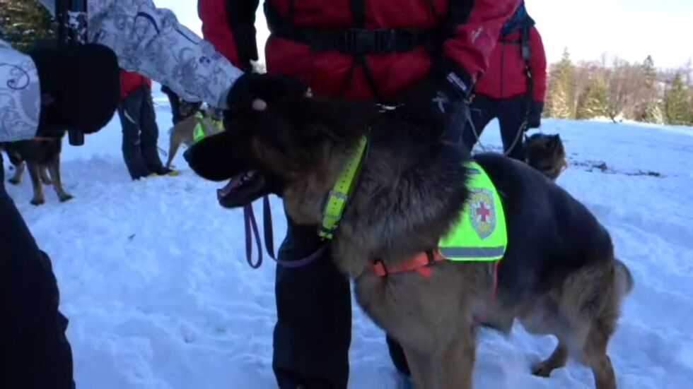 Мисия спасител: Среща с кучетата, които изваждат хора, затрупани от лавини
