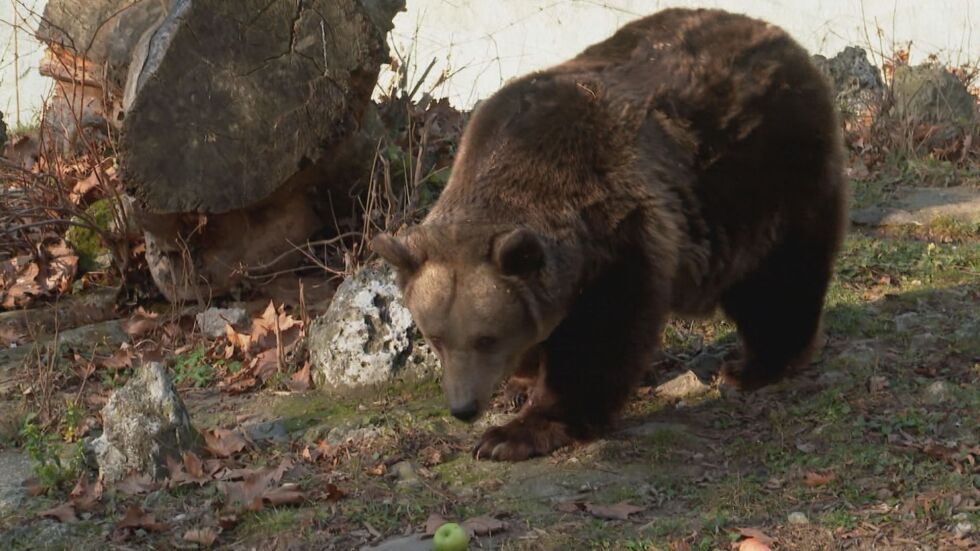 Свобода - една от най-възрастните мечки в зоопарковете у нас, проспа рождения си ден