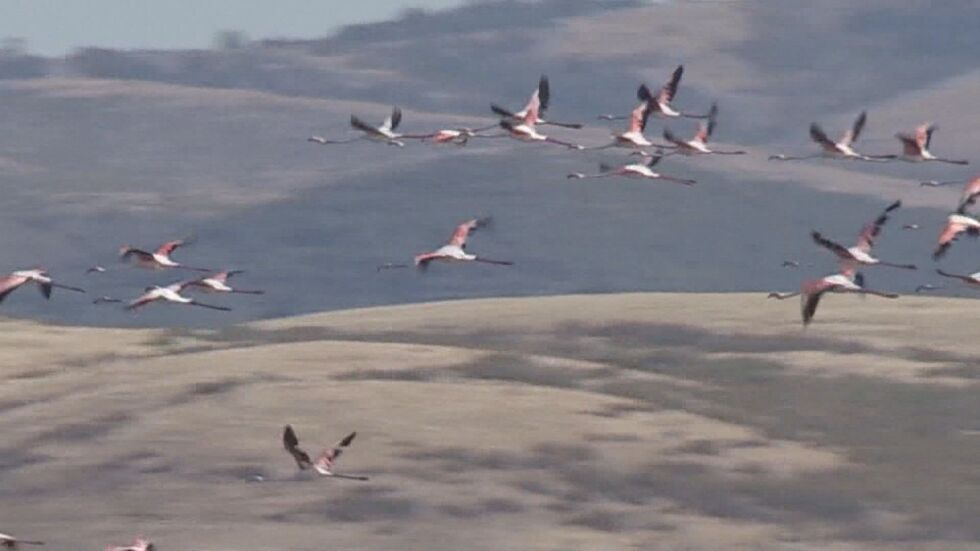 Хиляди розови фламинги намериха дом край Бургас: Опасни ли са за самолетите?