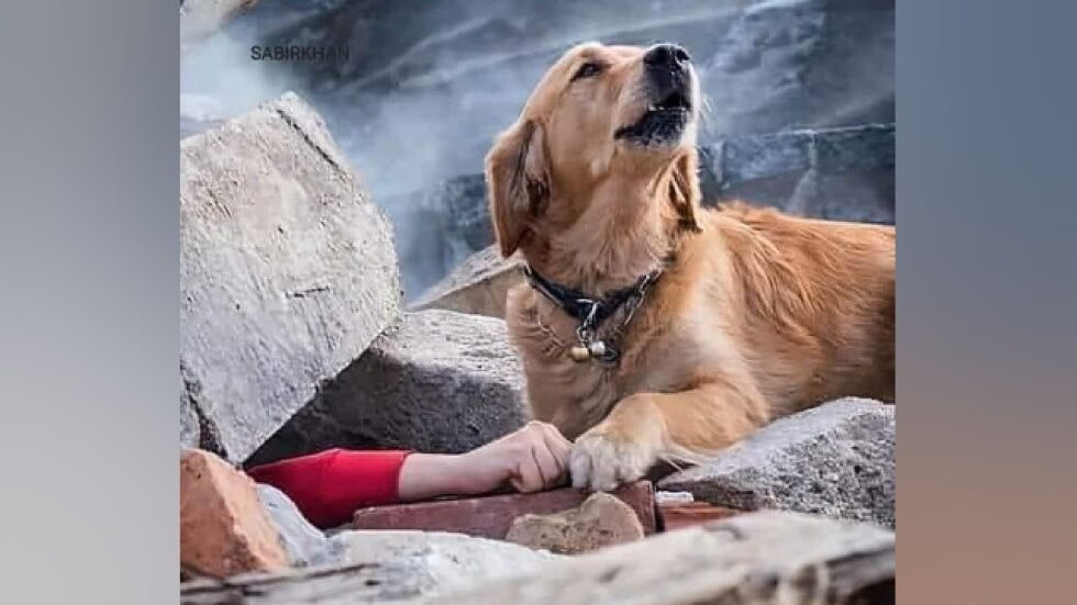 Куче спасител в Турция трогна света… но снимката е фалшива