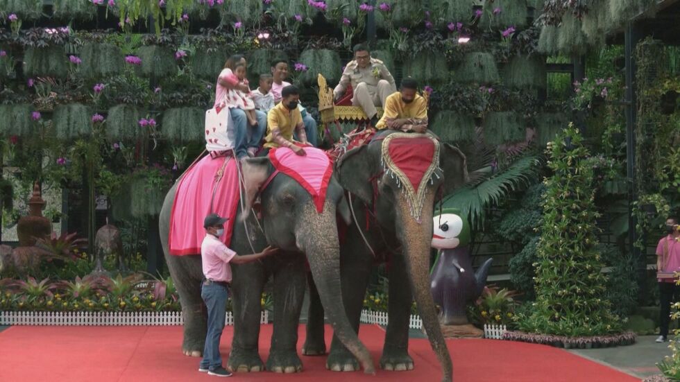 Над 70 двойки се венчаха на гърба на слон за св. Валентин (ВИДЕО)