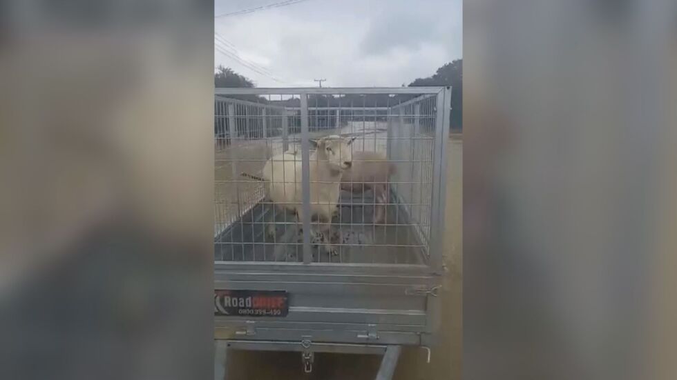 Спасяват животни след наводненията в Нова Зеландия (ВИДЕО)