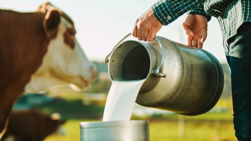 От кравата до рафта в магазина: Как млякото повишава три пъти цената си