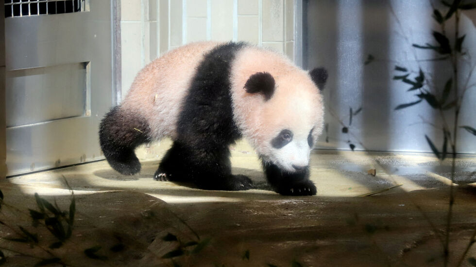 Със сълзи и викове: Фенове изпратиха гигантска панда от Япония в Китай (ВИДЕО)