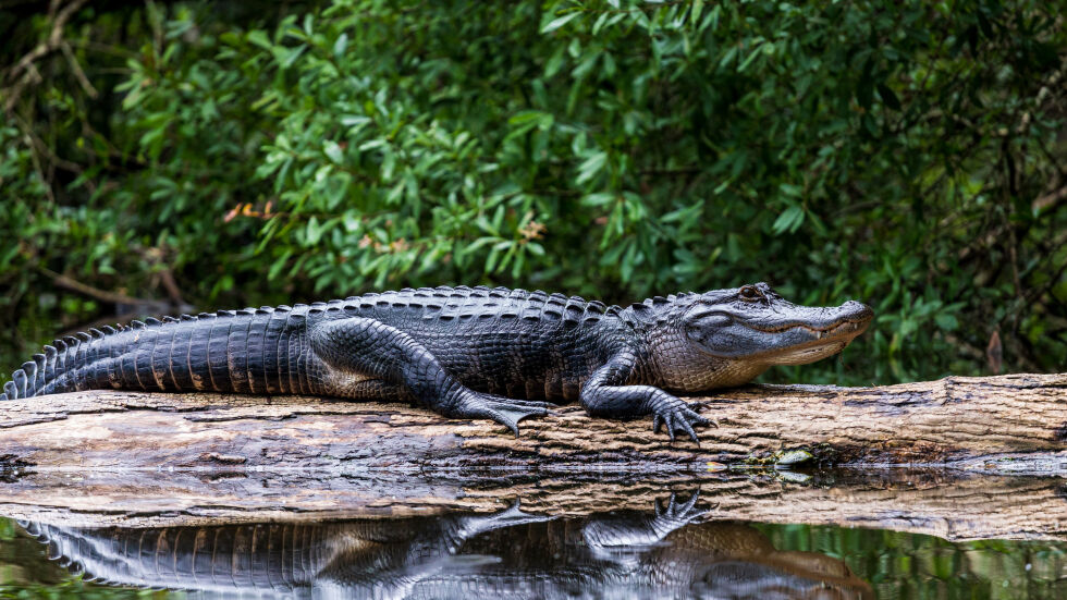 3-метров алигатор уби възрастна жена, докато разхожда кучето си във Флорида