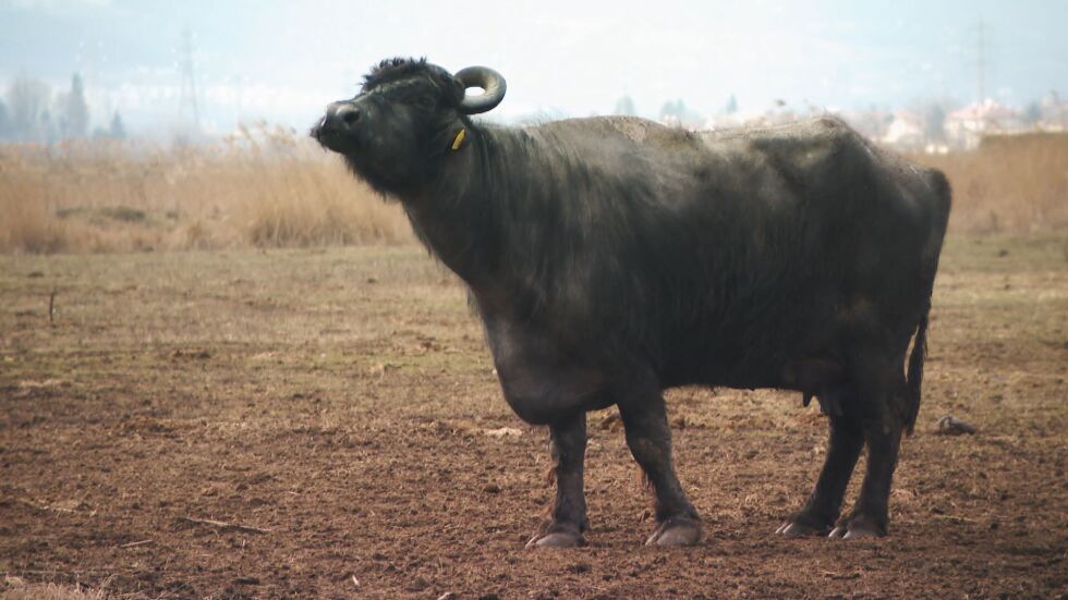 Най-близките говеда до жълтите павета: Семейство отглежда биволи на 15 км от центъра на София