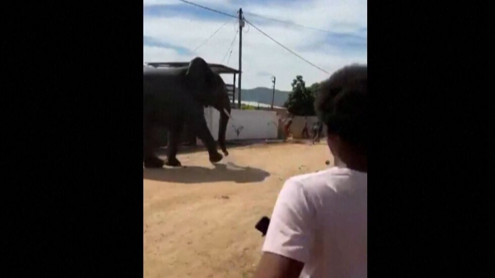 Слон вилня в село в ЮАР, не успяха да го изгонят (ВИДЕО)