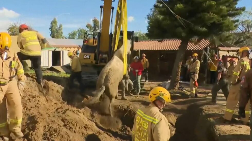 Спешни екипи спасяват 500-килограмов кон, затънал в яма (ВИДЕО)
