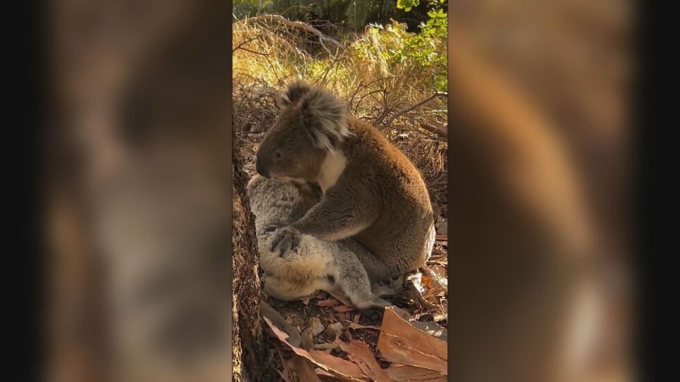 Сърцераздирателни кадри: Мъжка коала скърби, прегръщайки партньорката си (ВИДЕО)