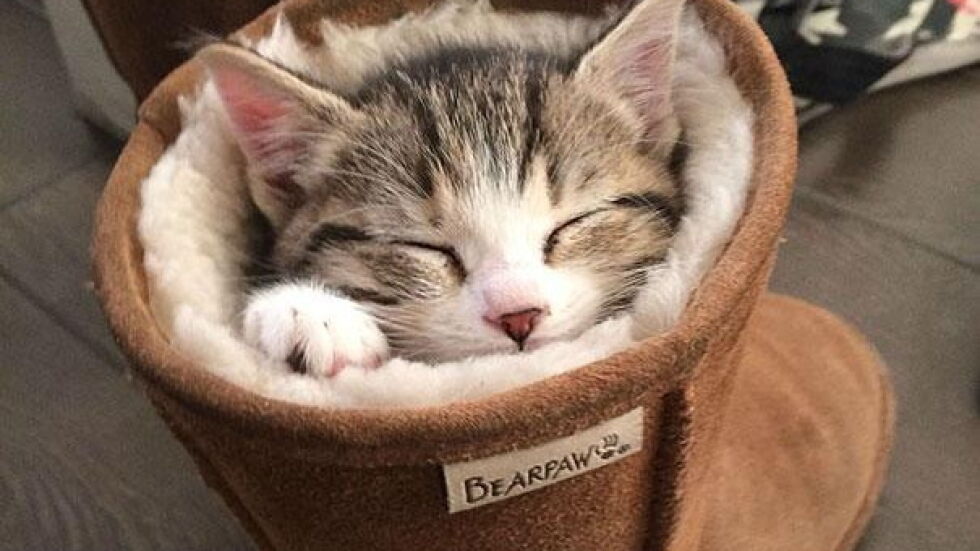 Котките – върховни майстори на сънищата