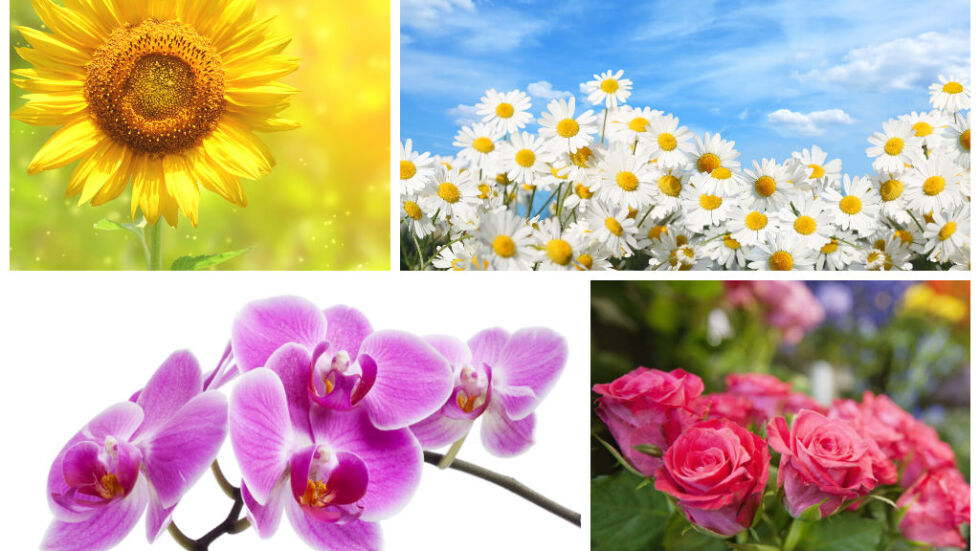 7 цветя и техните значения