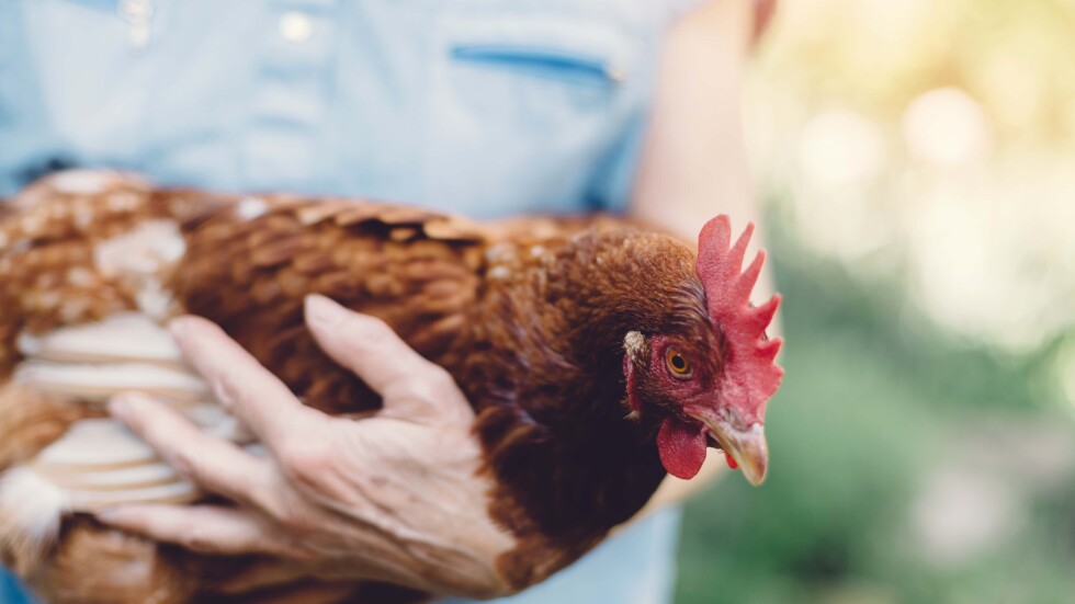 Кокоши локдаун: Великобритания забрани на пернатите да излизат заради птичи грип