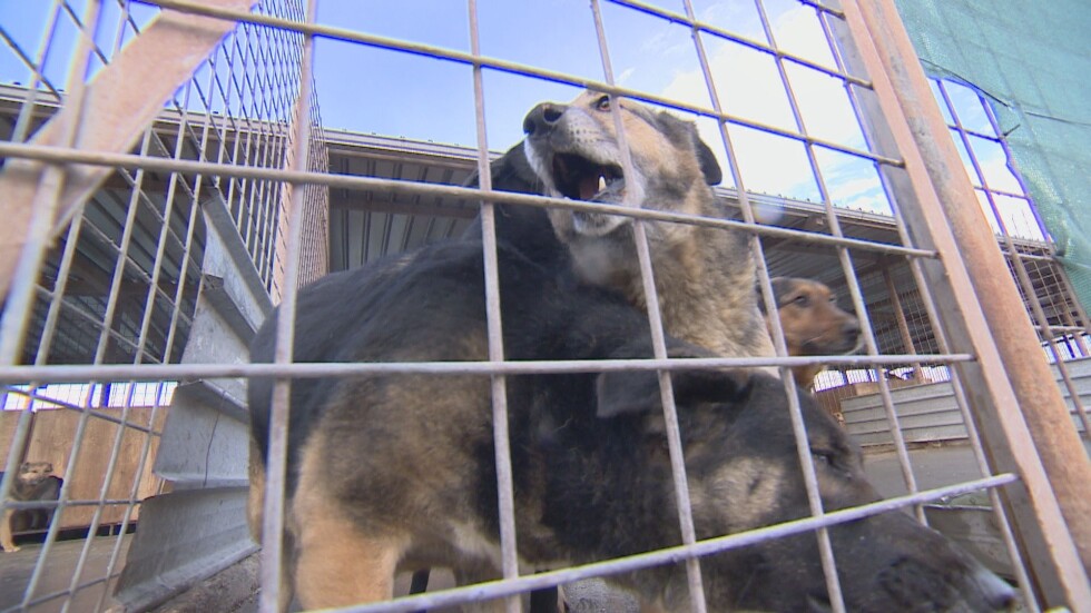 Кучета „изчезват” в общинските приюти на „Екоравновесие”