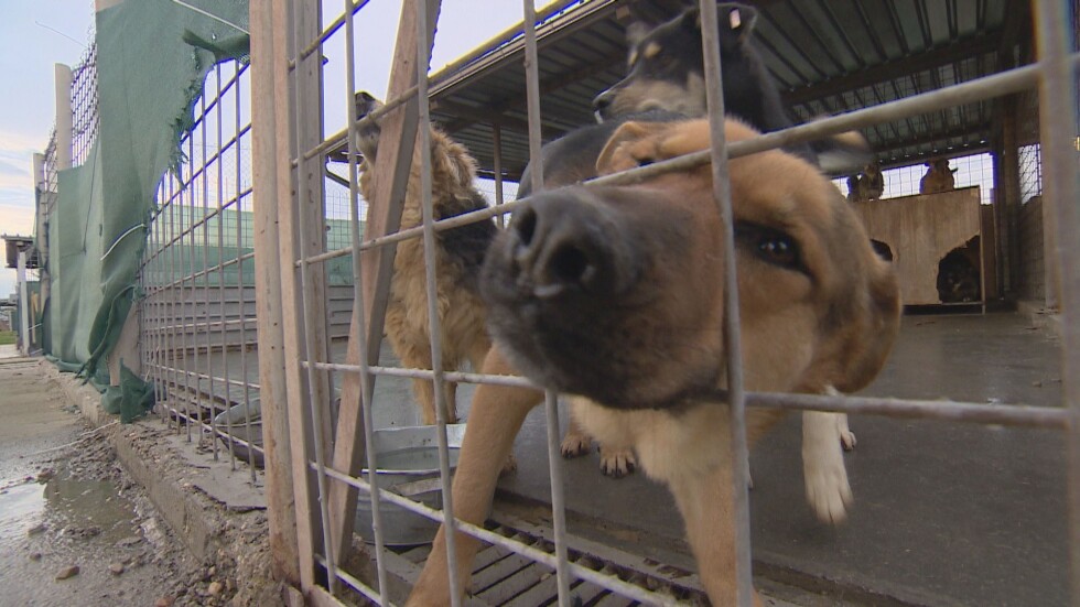 Бездомните кучета в София: Много пари, много въпроси, малко отговори