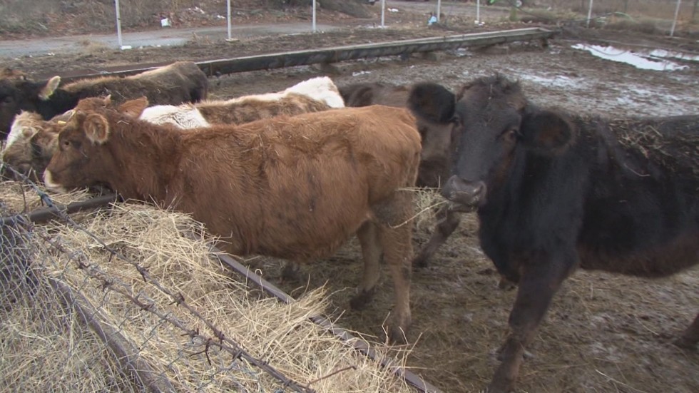 Животновъди готвят протест заради продължаващата карантина над фермите