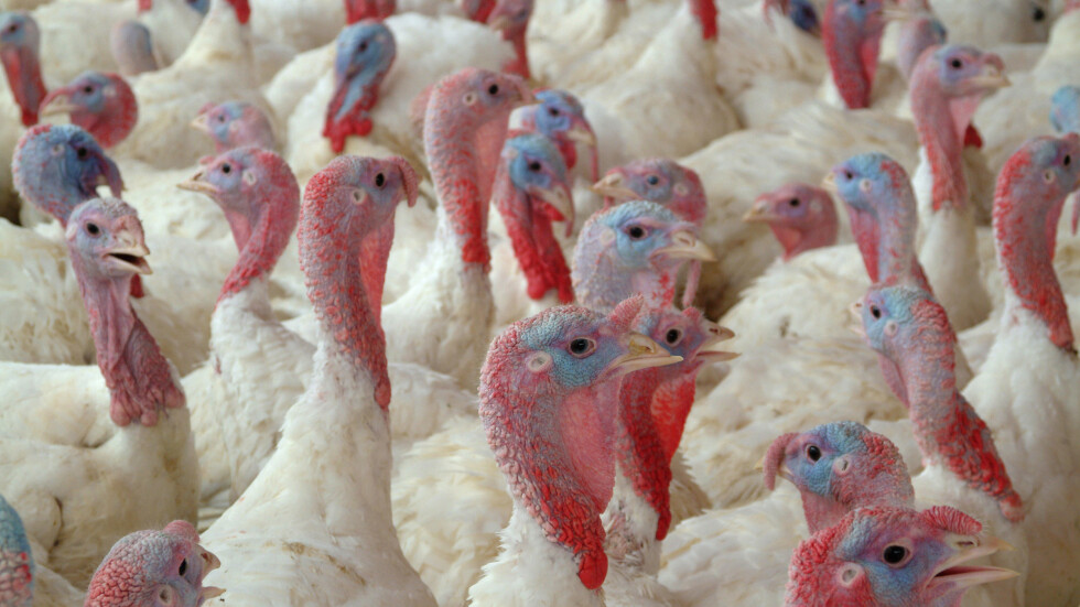 Птичи грип в Полша е убил 25 хиляди пуйки 