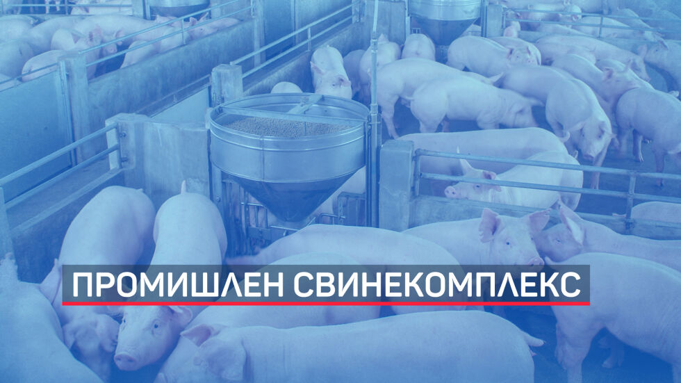 Африканска чума в най-големия промишлен свинекомплекс в Шуменско (ОБЗОР)