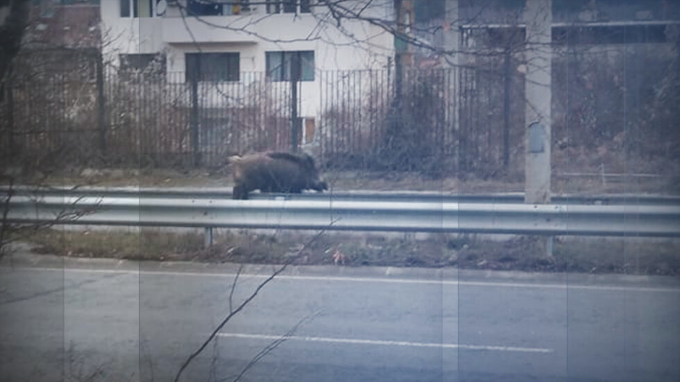 Диво прасе се развихри по улиците на Перник