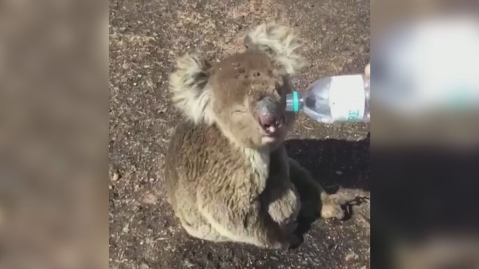 Глътка вода след пламъците: Така спасяват коалите в Австралия (ВИДЕО)