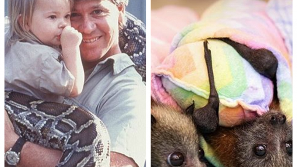  90 000 животни са спасени от семейството на Ловеца на крокодили Стив Ъруин в Австралия