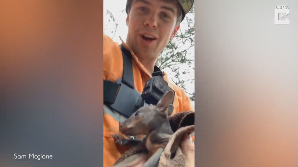Фермер рискува живота си, за да спаси бебе кенгуру в Австралия