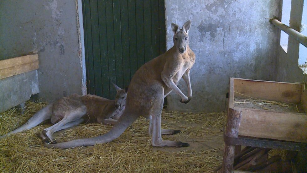 Австралия у нас: Две червени кенгурута живеят в зоопарка в София