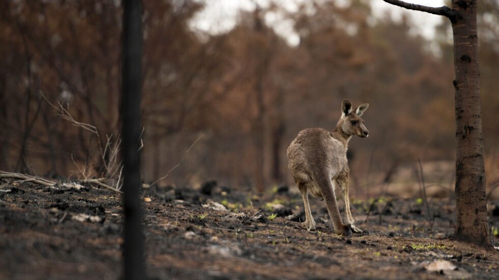 Австралия в пламъци: Ще има ли живот след огнения ад?