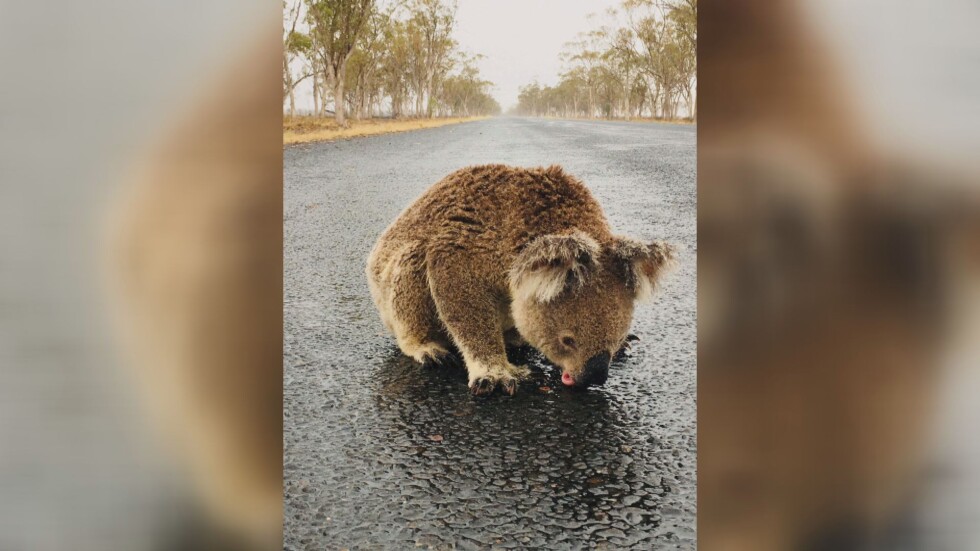 Прежадняла коала пие вода от пътя (ВИДЕО)