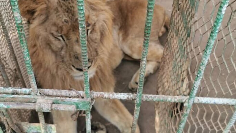 „Четири лапи“ спасява бедстващи лъвове в судански зоопарк