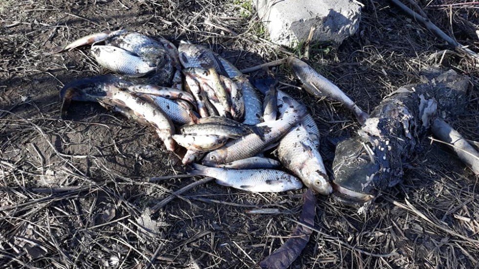 Екокатастрофа: Стотици мъртви риби изплуваха от р. Марица (СНИМКИ)