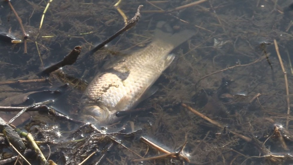 Умряла риба изплува край река Янтра