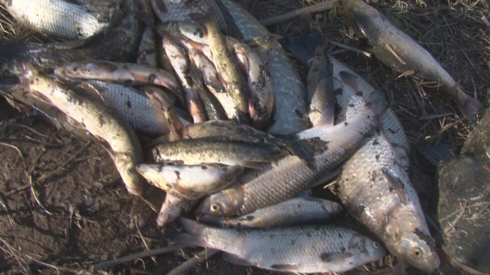В Пловдивско предупредиха да не се купува сладководна риба