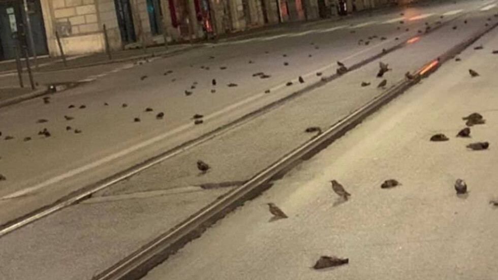 Заради фойерверките: Стотици мъртви птици в Рим