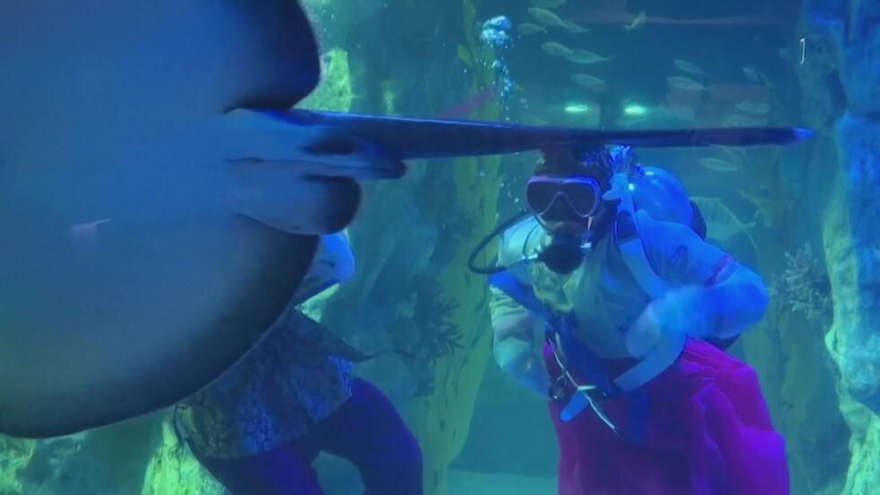 Доза адреналин: Водолази плуват сред акули в аквариум в Южна Корея