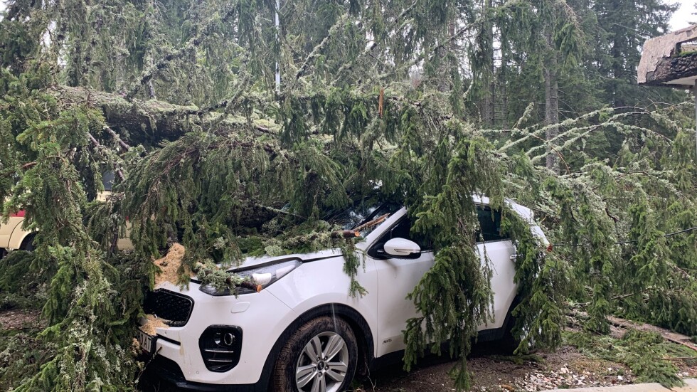 Силен вятър в Пампорово: Паднали дървета премазаха коли (СНИМКИ)