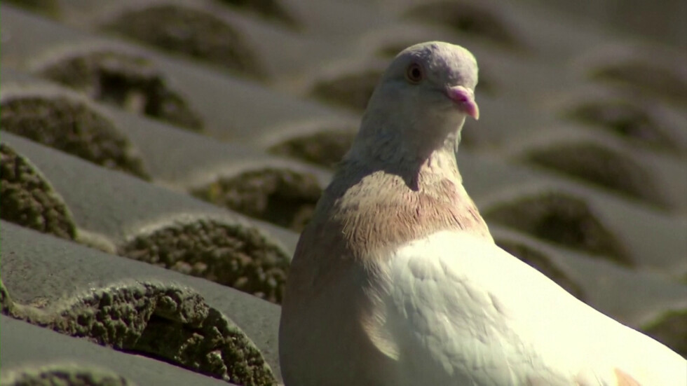 Казус с птица: Ще евтаназират ли незаконно влязъл гълъб в Австралия от САЩ?