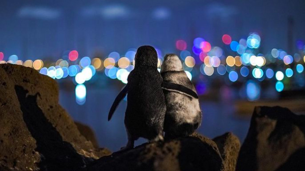 Романтичен кадър на прегърнати пингвини спечели престижна фотографска награда