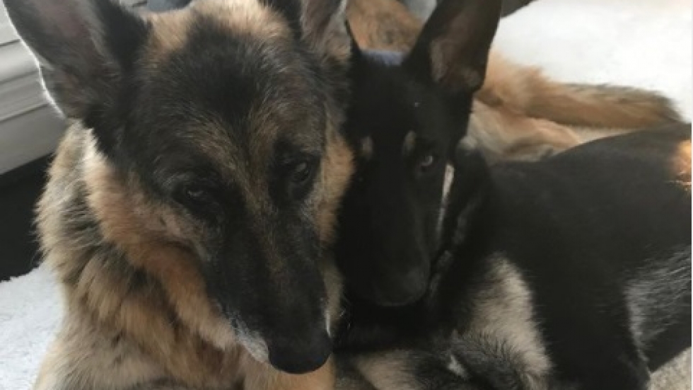 Мейджър и Чемп са новите кучета в Белия дом (ВИДЕО)