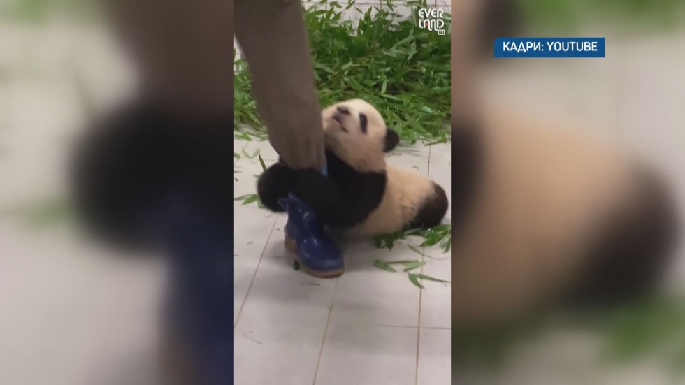 Бебе панда се превърна в интернет сензация