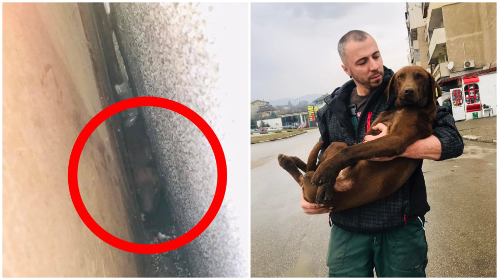 Доброволци спасиха куче в Мездра